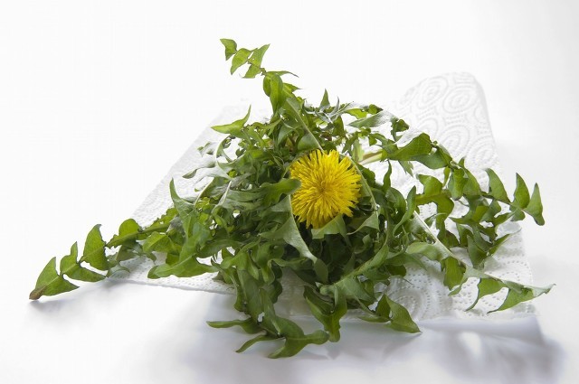 春季最值得吃的幾種野菜，錯過就只能再等一年