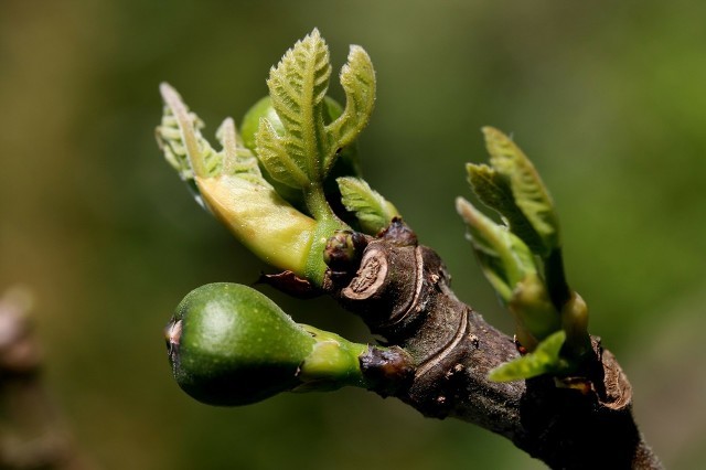春節臉部過敏怎么辦，這里幫你支招