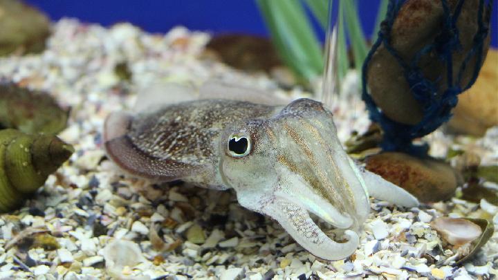 夏天祛濕養胃吃什么好 夏天養胃推薦3款祛濕養胃美味-易網<a href=http://www.gyfww.com/ target=_blank class=infotextkey>健康養生</a>網 夏天祛濕養胃吃什么好 夏天養胃推薦3款祛濕養胃美味