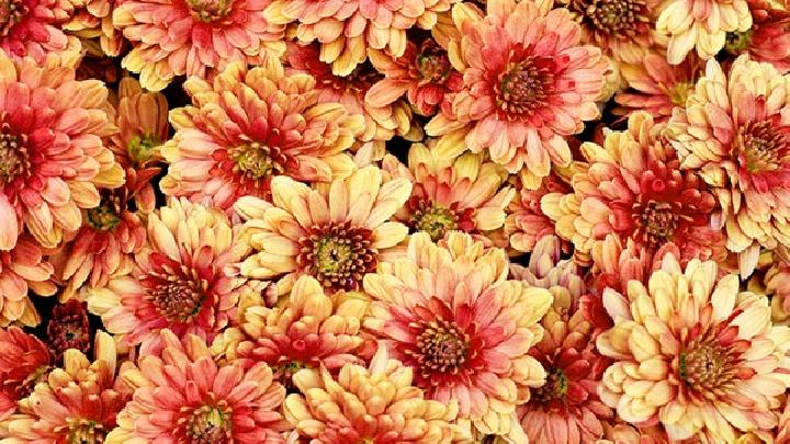 吃什么藥養胃不傷胃? 5種藥材養胃效果非常好