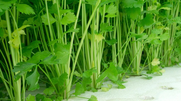 冬季想瘦臉，就來看吃什么吧