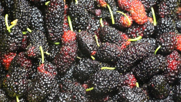 冬季吃什么補腎壯陽？必備食物吃這些