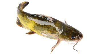 冬季吃什么海魚好？5魚可吃