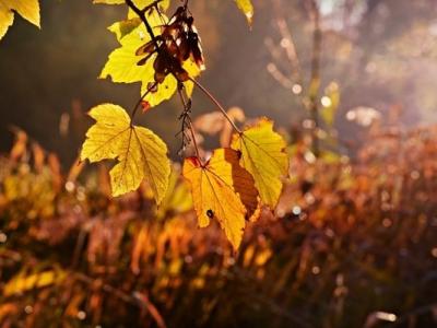 重陽(yáng)節(jié)養(yǎng)生全攻略 中老年人一定要看