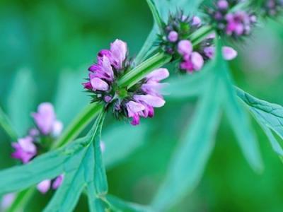 馬上就要進(jìn)入秋季了 秋季養(yǎng)生你準(zhǔn)備好了嗎？