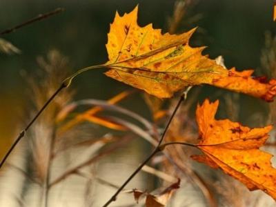 秋季養(yǎng)生指南：霜降養(yǎng)生 重在避寒