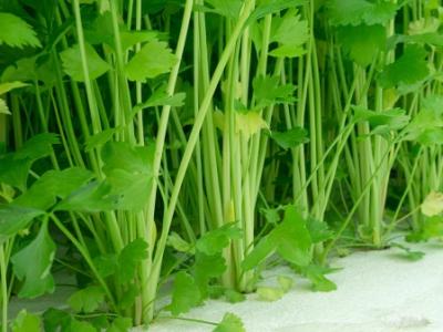 冬季想瘦臉，就來看吃什么吧