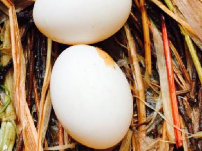 春季養(yǎng)生喝什么茶好? 7款春季養(yǎng)生保健茶要多喝