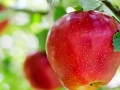 冬季吃什么養身保健效果最好 冬季養身保健的3種食物推薦