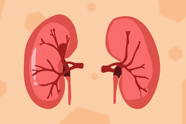 冬季怎么養腎補腎