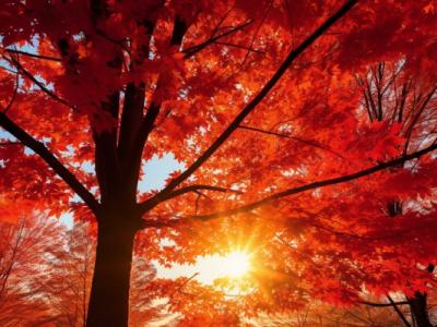 寒露是什么節氣