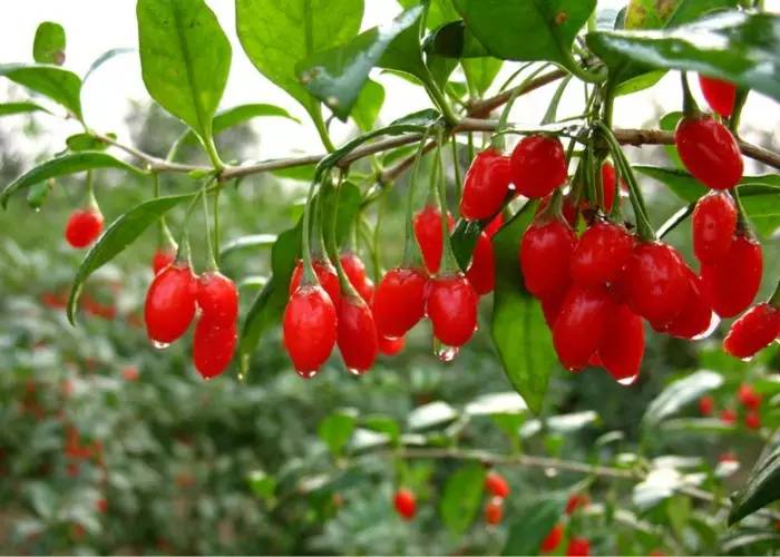 眼睛易疲勞？六種食物為您撐起保護傘！