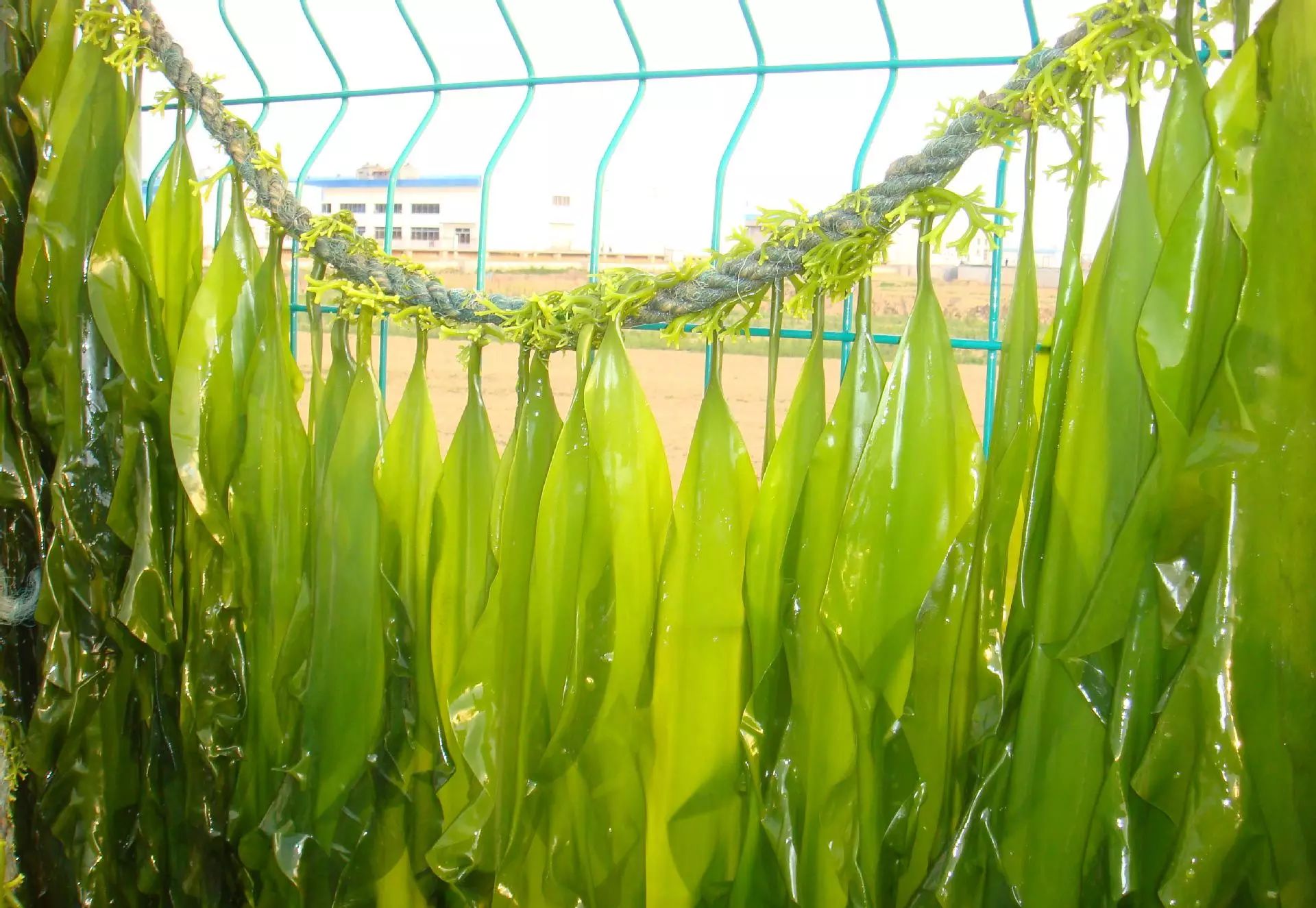 眼睛健康如何用飲食來調理? 眼睛健康如何用飲食來調理?