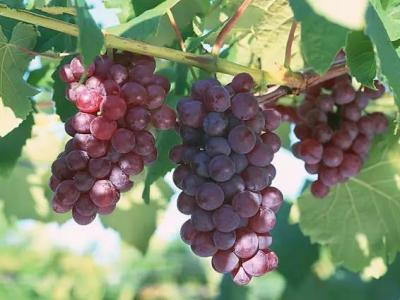 夏天吃葡萄有7大好處，可惜很多人都不會吃！