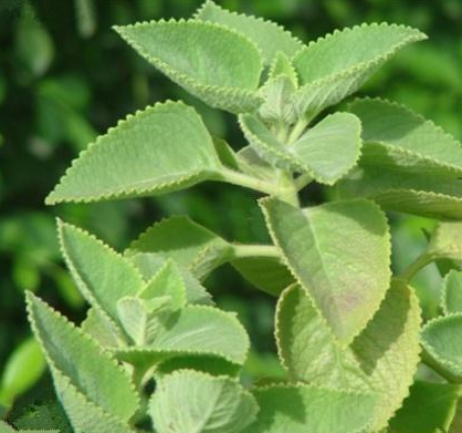 香排草的功效與作用及禁忌