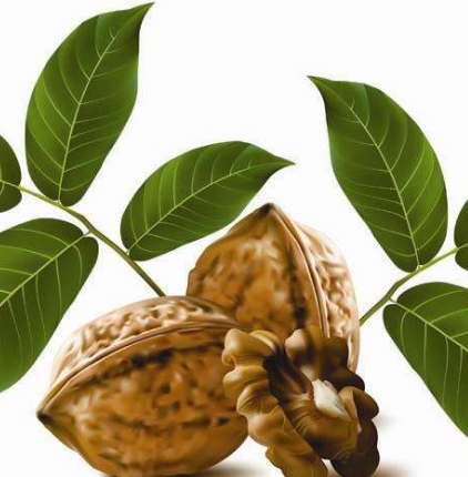 核桃葉的功效與作用及禁忌
