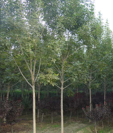 小白蠟條的功效與作用及禁忌