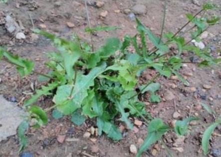 假蒲公英長什么樣子（圖）