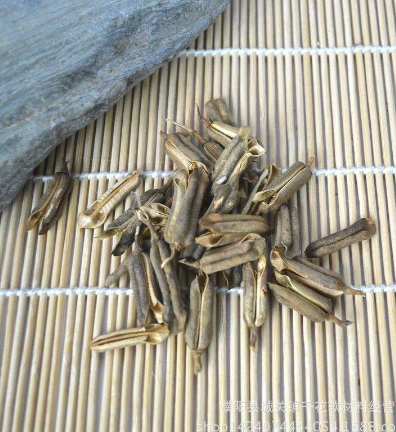 芝麻殼的功效與作用及禁忌-易網健康<a href=http://www.gyfww.com/jkys/ target=_blank class=infotextkey>養生</a>網 芝麻殼的功效與作用及禁忌