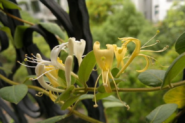 金銀花一般泡幾根好（金銀花泡水的正確方法）