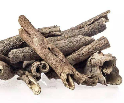 五加皮的功效與作用及禁忌_副作用及食用方法