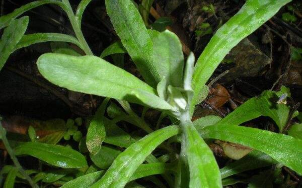 鄉(xiāng)下常見的草藥有哪些-易網(wǎng)健康<a href=http://www.gyfww.com/jkys/ target=_blank class=infotextkey>養(yǎng)生</a>網(wǎng) 鄉(xiāng)下常見的草藥有哪些