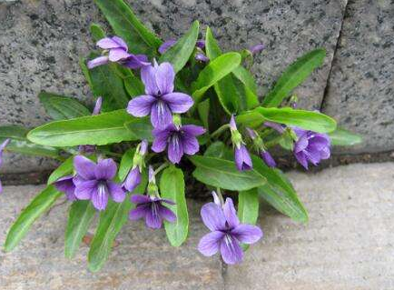 鏵頭草的功效與作用_副作用-易網(wǎng)健康<a href=http://www.gyfww.com/jkys/ target=_blank class=infotextkey>養(yǎng)生</a>網(wǎng) 鏵頭草的功效與作用_副作用