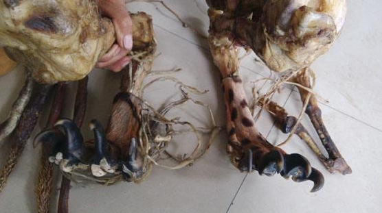 虎骨酒的功效與作用-易網(wǎng)健康<a href=http://www.gyfww.com/jkys/ target=_blank class=infotextkey>養(yǎng)生</a>網(wǎng) 虎骨酒的功效與作用