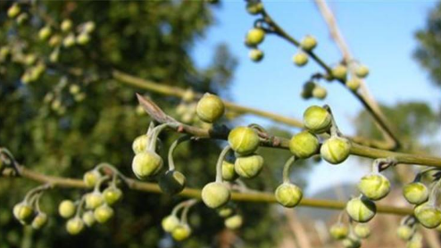 木姜子的功效與作用