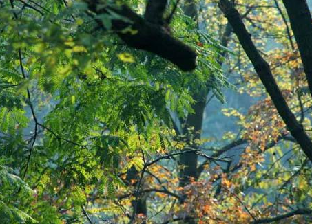 不凋木的功效與作用及禁忌-易網(wǎng)健康<a href=http://www.gyfww.com/jkys/ target=_blank class=infotextkey>養(yǎng)生</a>網(wǎng) 不凋木的功效與作用及禁忌