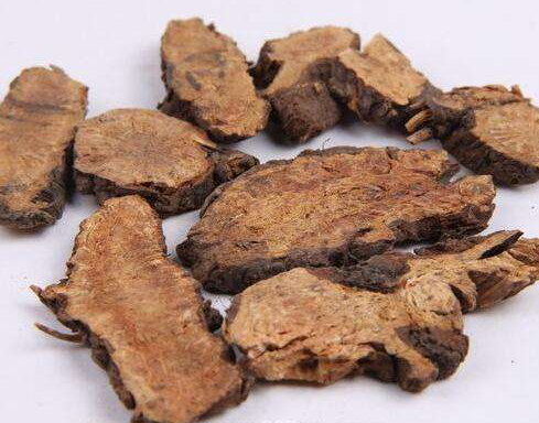 地榆的功效與作用及禁忌