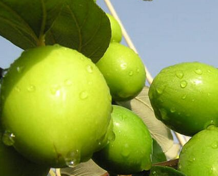 青棗的功效與作用禁忌