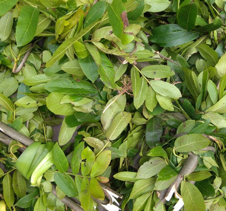 麻柳葉的功效與作用-易網(wǎng)健康<a href=http://www.gyfww.com/jkys/ target=_blank class=infotextkey>養(yǎng)生</a>網(wǎng) 麻柳葉的功效與作用