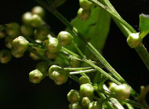 庵閭子的功效與作用及禁忌-易網(wǎng)健康<a href=http://www.gyfww.com/jkys/ target=_blank class=infotextkey>養(yǎng)生</a>網(wǎng) 庵閭子的功效與作用及禁忌