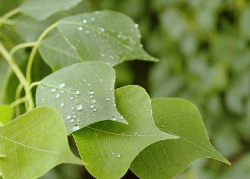 烏桕葉的功效與作用及禁忌