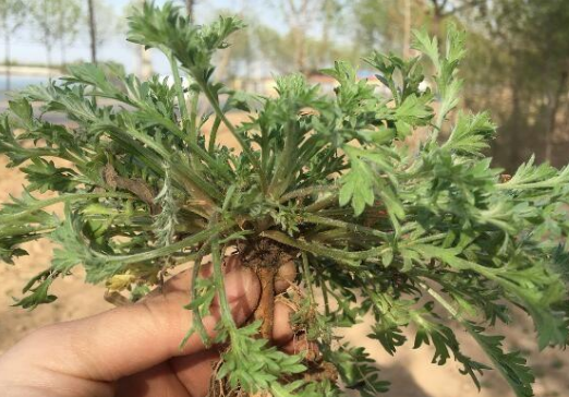 白蒿泡水喝的功效