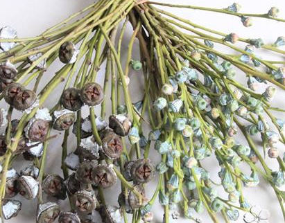 桉樹果的功效與作用及禁忌-易網(wǎng)健康<a href=http://www.gyfww.com/jkys/ target=_blank class=infotextkey>養(yǎng)生</a>網(wǎng) 桉樹果的功效與作用及禁忌