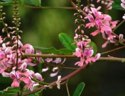 木藍的功效與作用