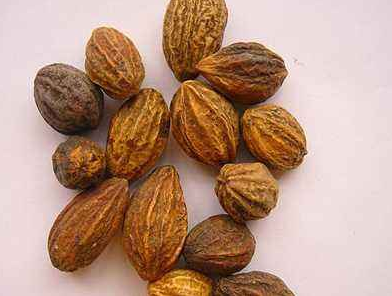 訶子肉的功效與作用-易網(wǎng)<a href=http://www.gyfww.com/ target=_blank class=infotextkey>健康養(yǎng)生</a>網(wǎng) 訶子肉的功效與作用