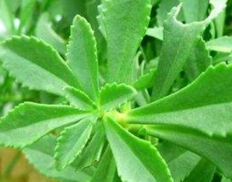 土田七的功效與作用_藥用價(jià)值