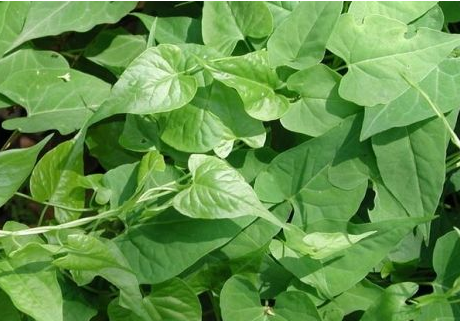 何首烏葉的功效與作用及禁忌