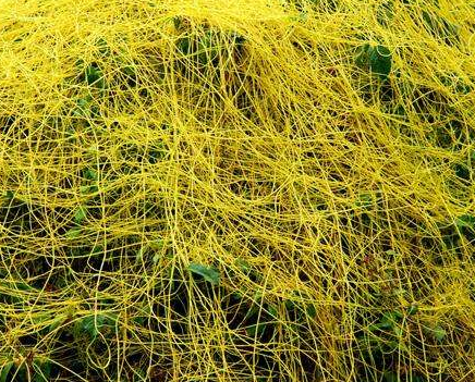 菟絲草的功效與作用及禁忌