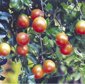 山橙的功效與作用及禁忌_副作用及食用方法