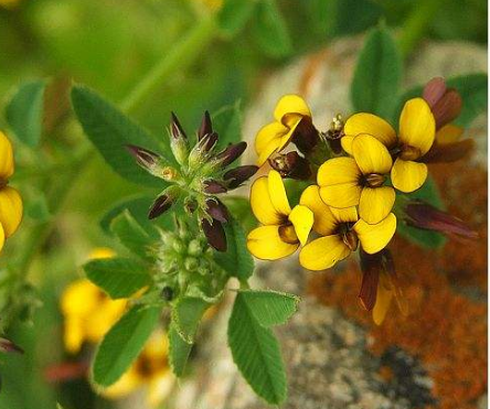 花苜蓿的功效與作用及禁忌_副作用及食用方法-易網健康<a href=http://www.gyfww.com/jkys/ target=_blank class=infotextkey>養生</a>網 花苜蓿的功效與作用及禁忌_副作用及食用方法