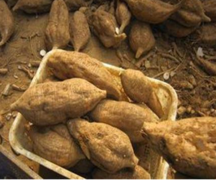 長期服用葛根的危害