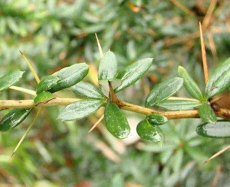 刺黃連的功效與作用及禁忌