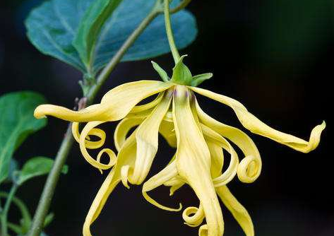 依蘭花的功效與禁忌(依蘭花能催情嗎)-易網健康<a href=http://www.gyfww.com/jkys/ target=_blank class=infotextkey>養生</a>網 依蘭花的功效與禁忌(依蘭花能催情嗎)