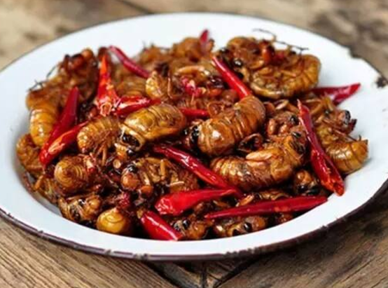 吃金蟬的危害大嗎