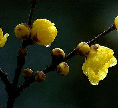 梅花的功效與作用及禁忌