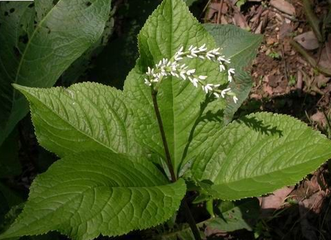 四塊瓦的功效與作用及藥用價值